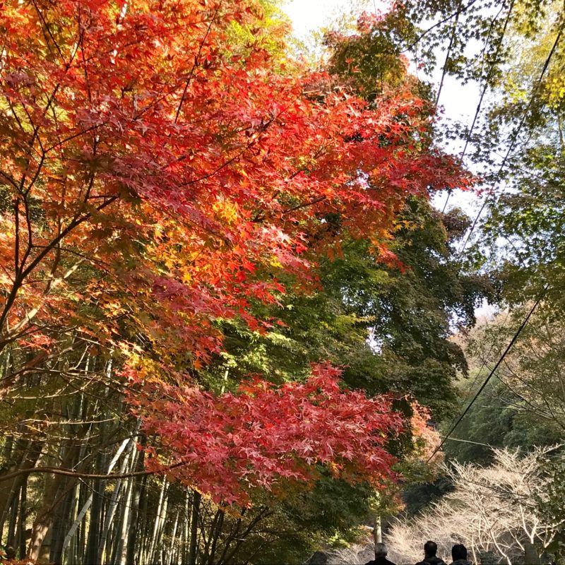 鎌倉で奇麗な紅葉が見たい！｜葉が色づく仕組みとは？